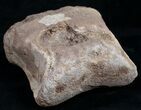 Large Edmontosaurus Toe Bone - #9882-3